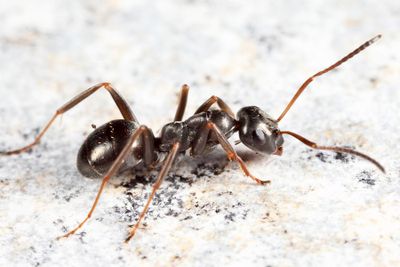 Formica glacialis