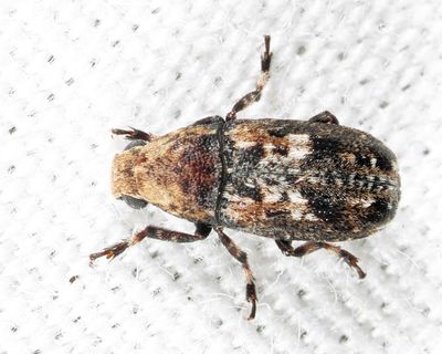 Euparius paganus