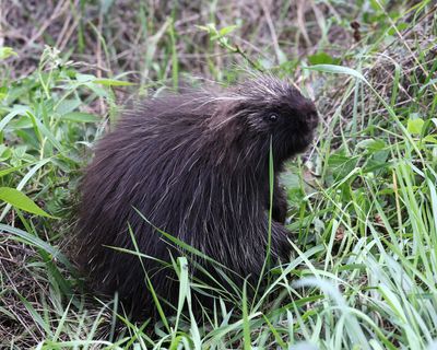 North American Porcupine - Erethizon dorsatum