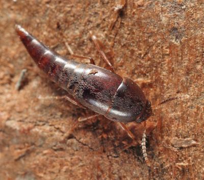 Sepedophilus marshami