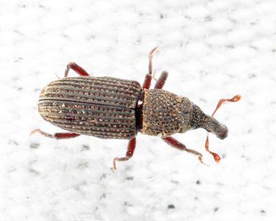 Dryophthorus americanus