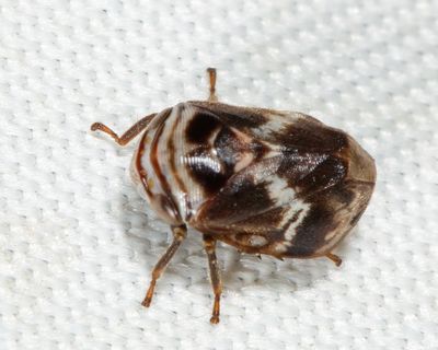 Alder Spittlebug - Clastoptera obtusa