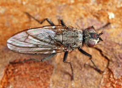 Eutrichota fuscipes