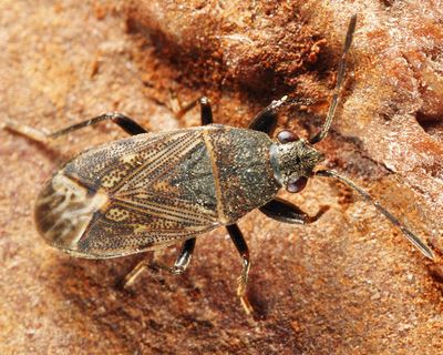 Peritrechus fraternus