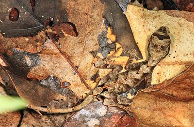 Goldenscale Anole - Anolis chrysolepis