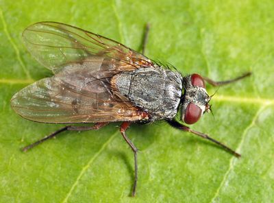 Muscina stabulans