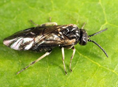 Monophadnoides pauper