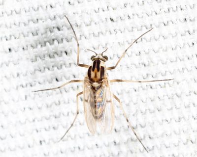 Procladius bellus