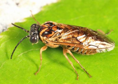 Periclista major
