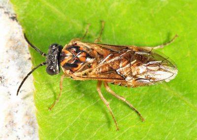 Periclista major