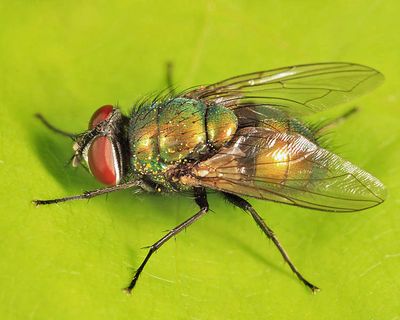 Common Green Bottle Fly - Lucilia sericata