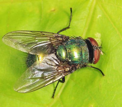 Lucilia illustris