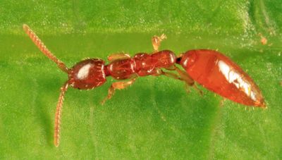 Apenesia parapolita