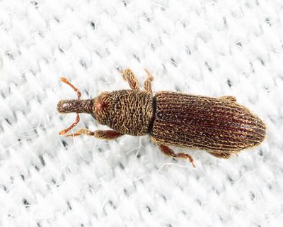 Himatium errans