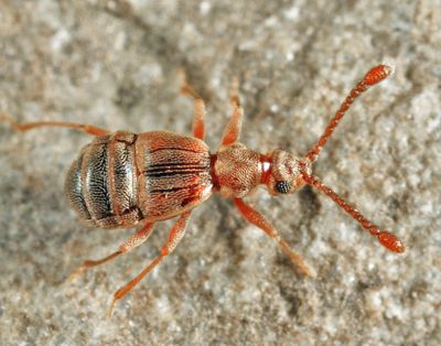 Ctenisodes piceus (female)