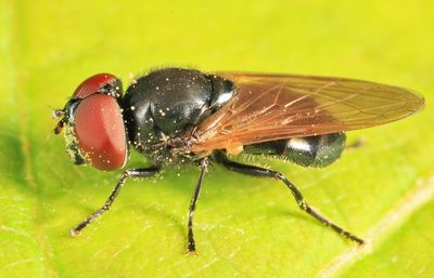 Chrysosyrphus versipellis