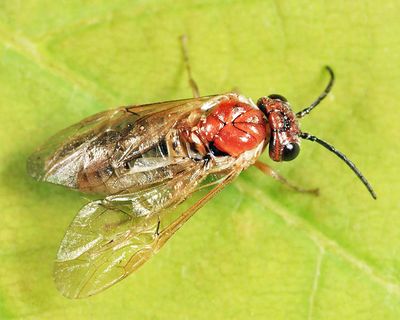 Periclista diluta