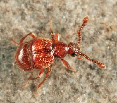 Decarthron stigmosum