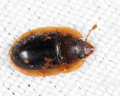 Prometopia sexmaculata