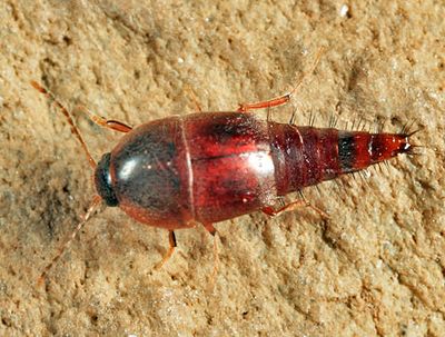 Sepedophilus crassus