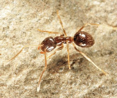 Nylanderia flavipes