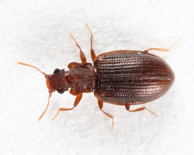 Square-nosed Fungus Beetle - Latridius minutus