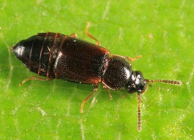 Phyllodrepa humerosa