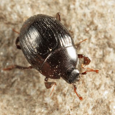 Xestipyge geminatum