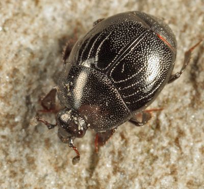 Geomysaprinus moniliatus