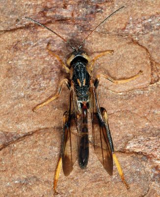 Ibaliid Wasps - Ibaliidae
