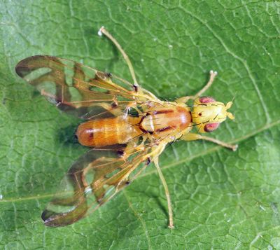 Strauzia sp.