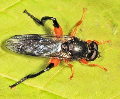 Chalcosyrphus curvaria