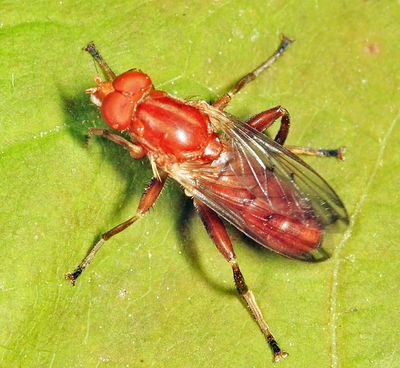Hammerschmidtia rufa
