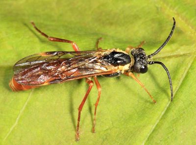 Strongylogaster multicincta