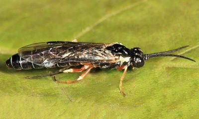 Strongylogaster soriculatipes