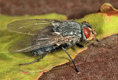 Calliphora vicina