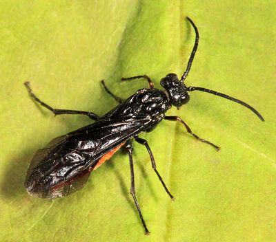 Strongylogaster tacita