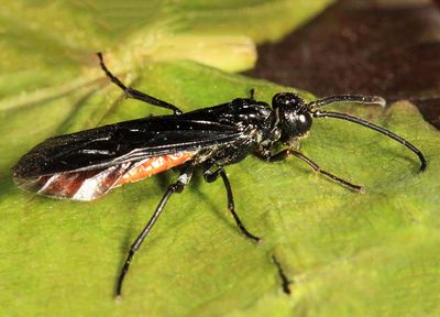 Strongylogaster tacita