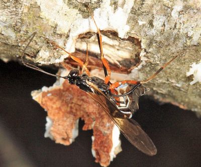 Rhyssella nitida