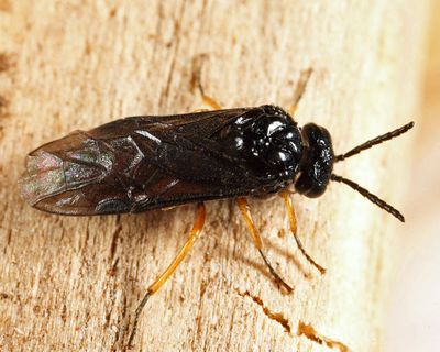 Eutomostethus luteiventris