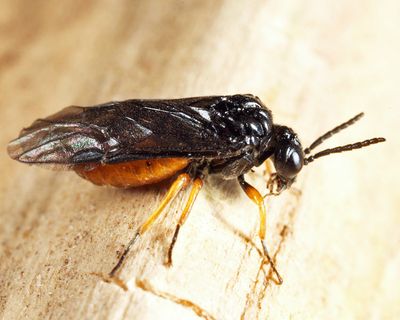Eutomostethus luteiventris