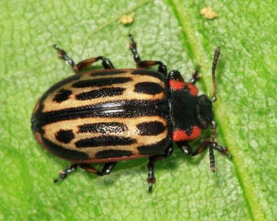 Cottonwood Leaf Beetle - Chrysomela scripta