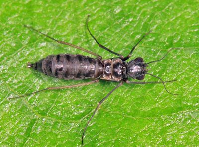 Dolophilodes distinctus (wingless female)