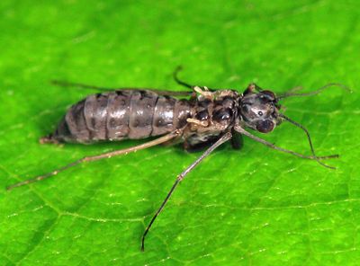 Dolophilodes distinctus (wingless female)