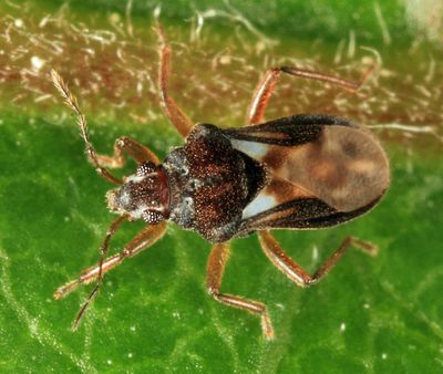Velvet Water Bugs - Hebridae