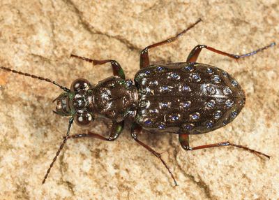 Ground Beetles - Subfamily Elaphrinae