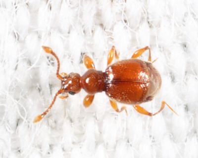 Eutrichites zonatus