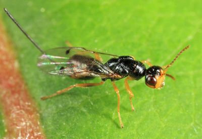 Megastigmus sp.