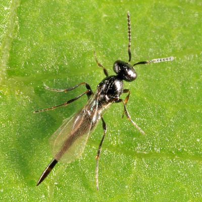 Platygastridae