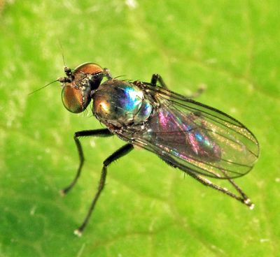 Chrysotus subcostatus